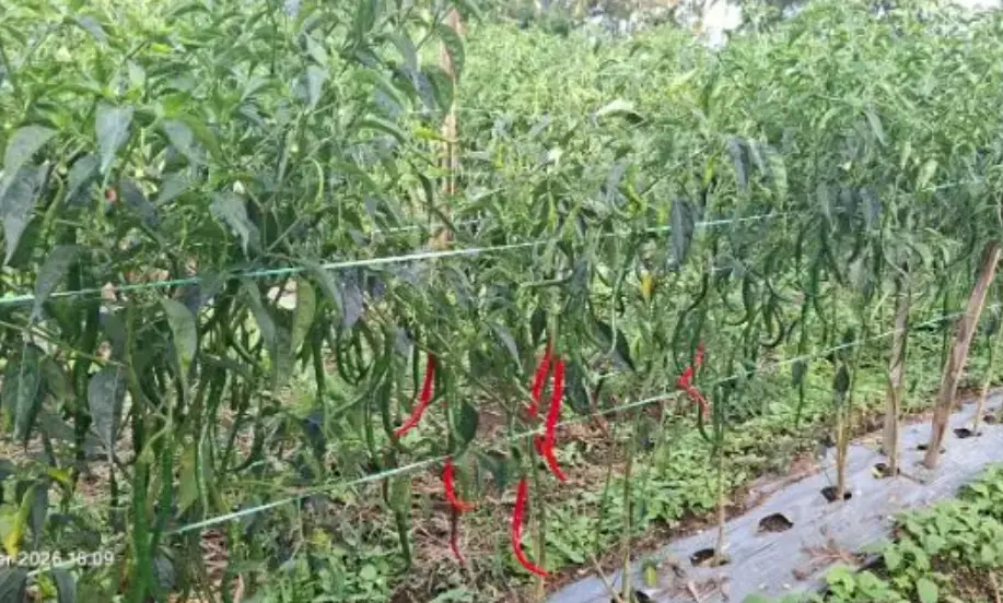 Petani Dairi Ronda di Kebun, Cabai Siap Panen Dicuri