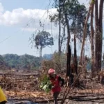 Ilustrasi kebakaran lahan dan kabut asap di perkebunan Kalimantan Timur
