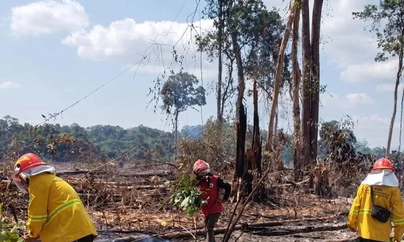 Ilustrasi kebakaran lahan dan kabut asap di perkebunan Kalimantan Timur